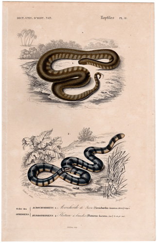 Elephant Trunk Snake Yellow-lipped Sea Krait